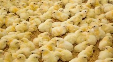 تحديثات بورصة الدواجن.. سعر الكتكوت الأبيض اليوم السبت واستقرار ملحوظ في المزارع